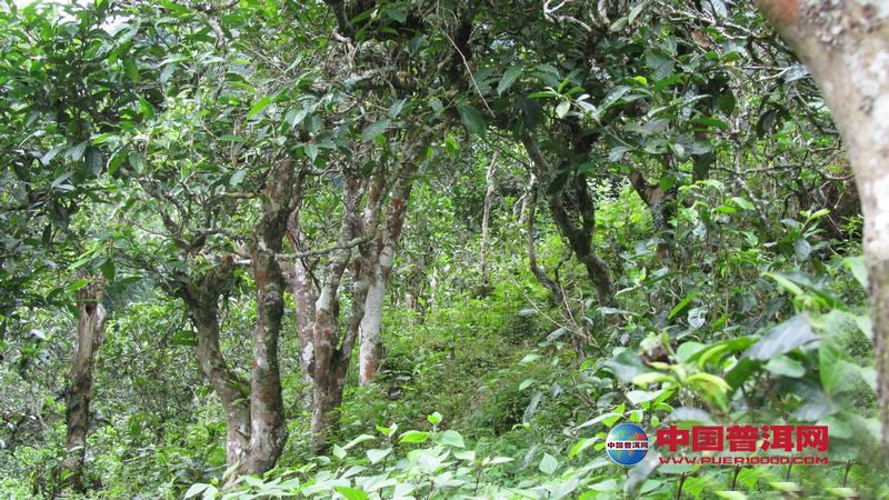 <u><a href='http://www.puer10000.com/puerzhishi/32854.html' target='_blank'>普洱茶</a></u>