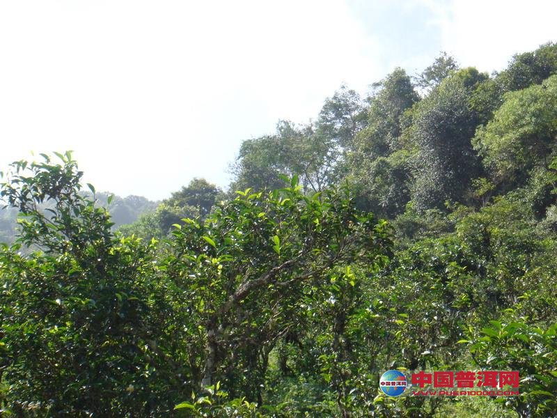 <u><a href='http://www.puer10000.com/puerzhishi/32854.html' target='_blank'>ն<u><a href='http://www.puer10000.com/puerzhishi/100997.html' target='_blank'></a></u></a></u>