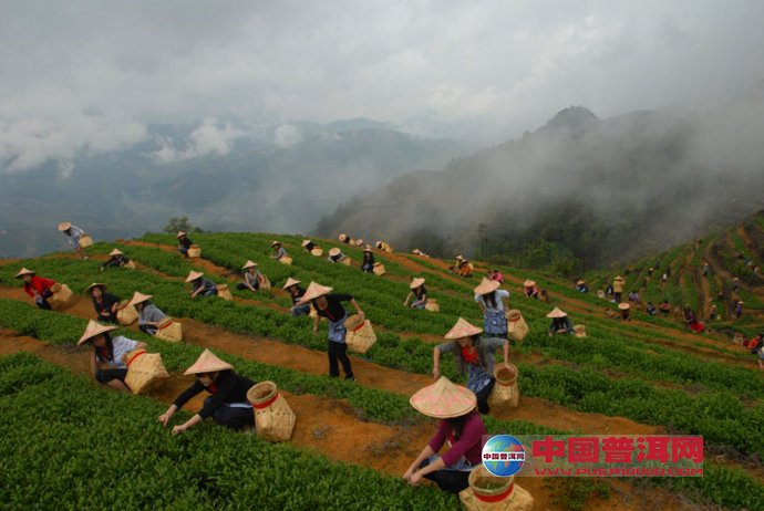 <u><a href='http://www.puer10000.com/puerzhishi/32854.html' target='_blank'>ն<u><a href='http://www.puer10000.com/puerzhishi/100997.html' target='_blank'></a></u></a></u>
