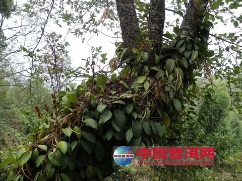 <u><a href='http://www.puer10000.com/puerzhishi/32854.html' target='_blank'>ն<u><a href='http://www.puer10000.com/puerzhishi/100997.html' target='_blank'></a></u></a></u>