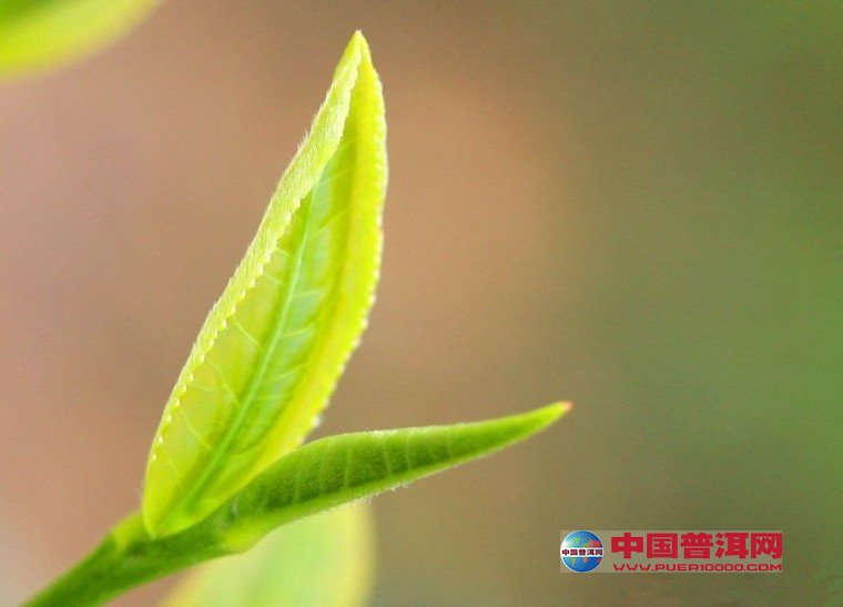 <u><a href='http://www.puer10000.com/puerzhishi/32854.html' target='_blank'>ն<u><a href='http://www.puer10000.com/puerzhishi/100997.html' target='_blank'></a></u></a></u>