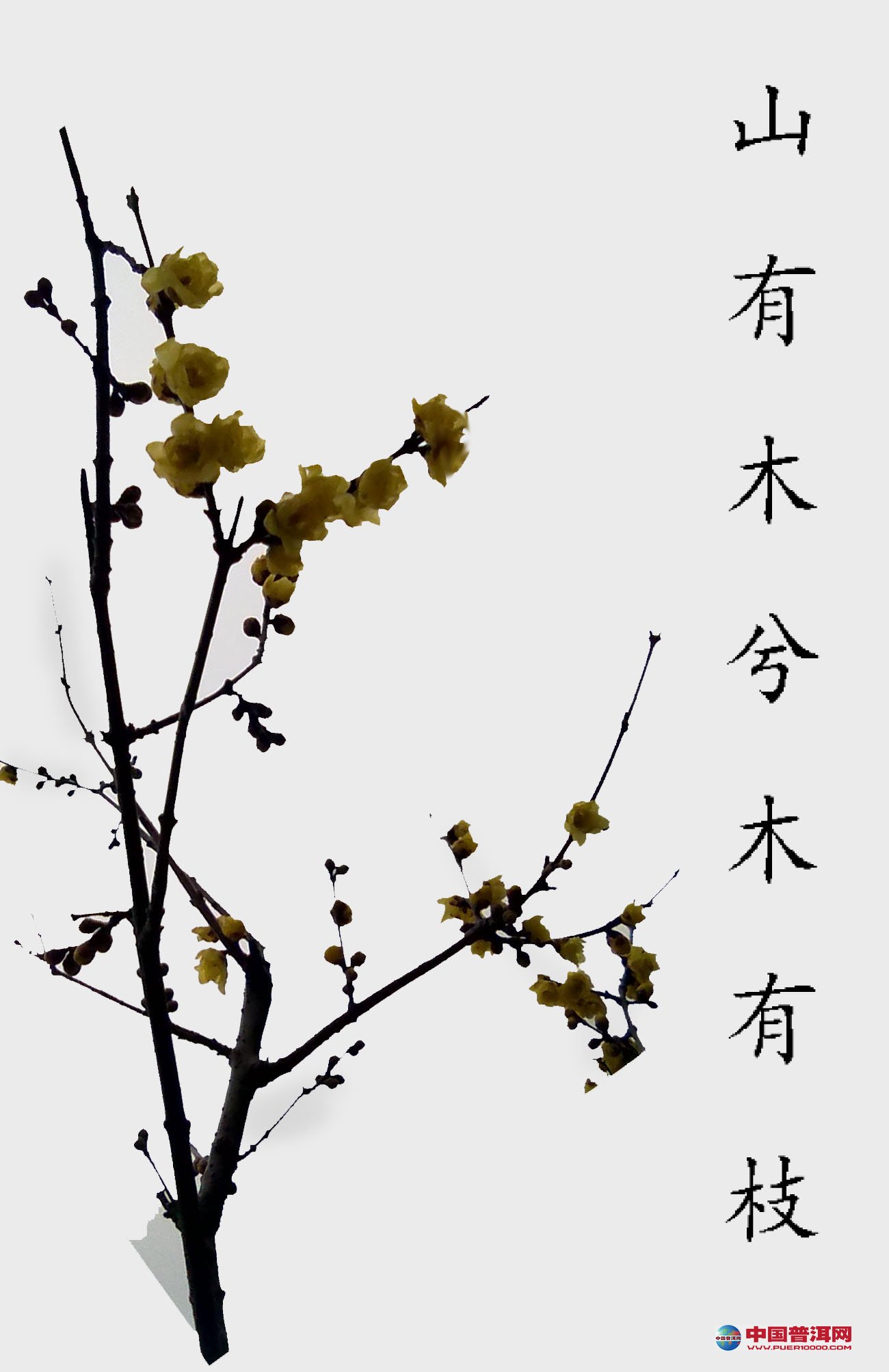 <u><a href='http://www.puer10000.com/puerzhishi/32854.html' target='_blank'>ն<u><a href='http://www.puer10000.com/puerzhishi/100997.html' target='_blank'></a></u></a></u>