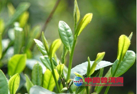 <u><a href='http://www.puer10000.com/puerzhishi/32854.html' target='_blank'>ն<u><a href='http://www.puer10000.com/puerzhishi/100997.html' target='_blank'></a></u></a></u>