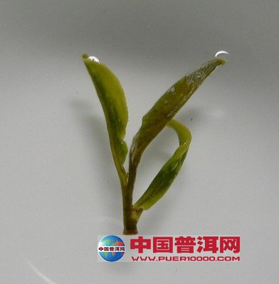 <u><a href='http://www.puer10000.com/puerzhishi/32854.html' target='_blank'>ն<u><a href='http://www.puer10000.com/puerzhishi/100997.html' target='_blank'></a></u></a></u>