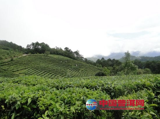 <u><a href='http://www.puer10000.com/puerzhishi/32854.html' target='_blank'>ն<u><a href='http://www.puer10000.com/puerzhishi/100997.html' target='_blank'></a></u></a></u>