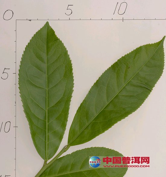 <u><a href='http://www.puer10000.com/puerzhishi/32854.html' target='_blank'>ն<u><a href='http://www.puer10000.com/puerzhishi/100997.html' target='_blank'></a></u></a></u>