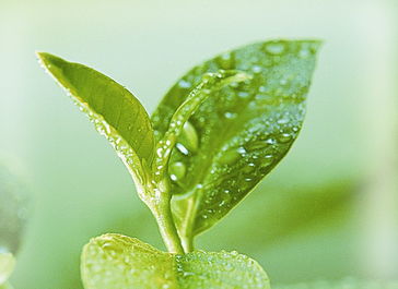 <u><a href='http://www.puer10000.com/puerzhishi/32854.html' target='_blank'>普洱<u><a href='http://www.puer10000.com/puerzhishi/100997.html' target='_blank'>茶</a></u></a></u>