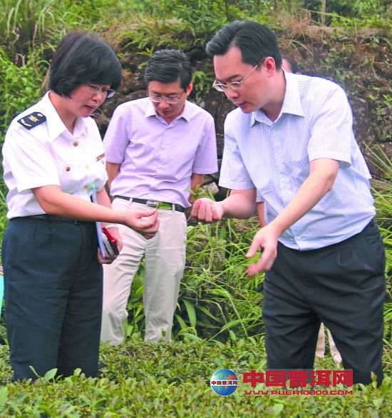 普洱茶