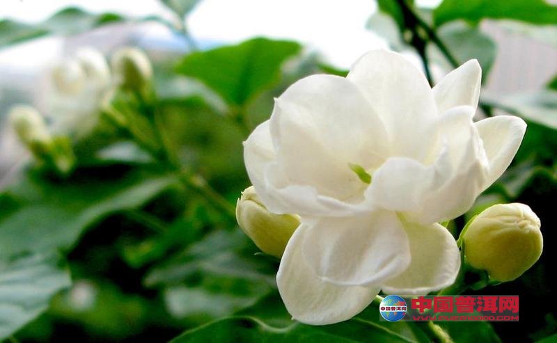 <u><a href='http://www.puer10000.com/puerzhishi/32854.html' target='_blank'>ն<u><a href='http://www.puer10000.com/puerzhishi/100997.html' target='_blank'></a></u></a></u>