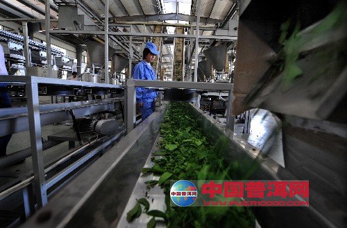 普洱茶