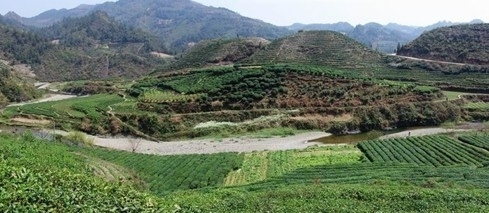 普洱茶