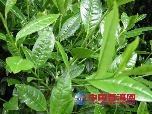 <u><a href='http://www.puer10000.com/puerzhishi/32854.html' target='_blank'>普洱<u><a href='http://www.puer10000.com/puerzhishi/100997.html' target='_blank'>茶</a></u></a></u>