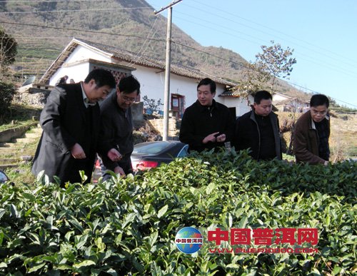 普洱茶