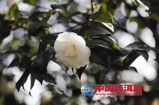 普洱茶