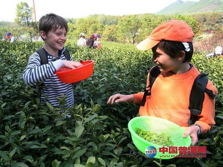 普洱茶