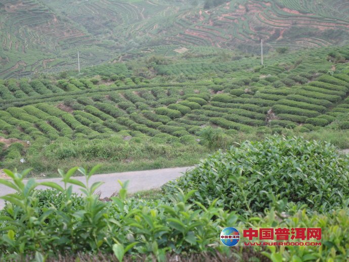 <u><a href='http://www.puer10000.com/puerzhishi/32854.html' target='_blank'>ն<u><a href='http://www.puer10000.com/puerzhishi/100997.html' target='_blank'></a></u></a></u>