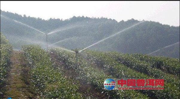 普洱茶