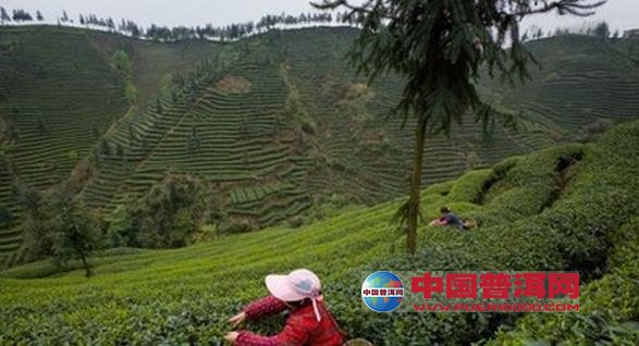 <u><a href='http://www.puer10000.com/puerzhishi/32854.html' target='_blank'>普洱<u><a href='http://www.puer10000.com/puerzhishi/100997.html' target='_blank'>茶</a></u></a></u>