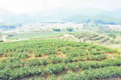普洱茶