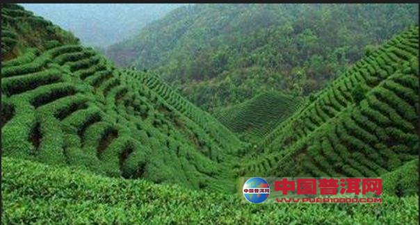 <u><a href='http://www.puer10000.com/puerzhishi/32854.html' target='_blank'>普洱<u><a href='http://www.puer10000.com/puerzhishi/100997.html' target='_blank'>茶</a></u></a></u>