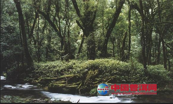 <u><a href='http://www.puer10000.com/puerzhishi/32854.html' target='_blank'>ն<u><a href='http://www.puer10000.com/puerzhishi/100997.html' target='_blank'></a></u></a></u>