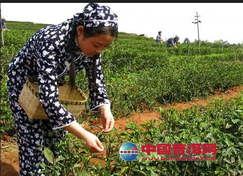 普洱茶