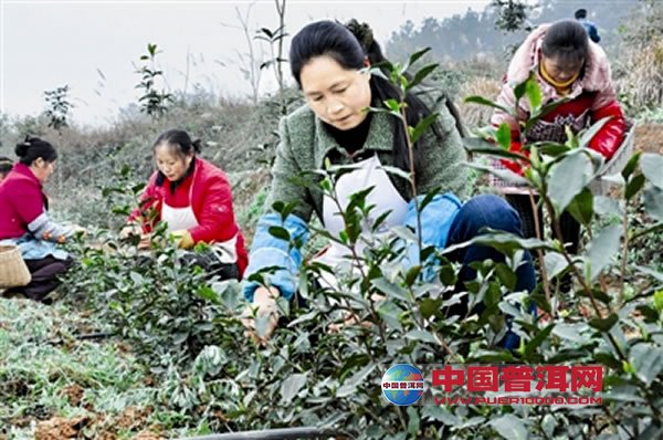 普洱茶