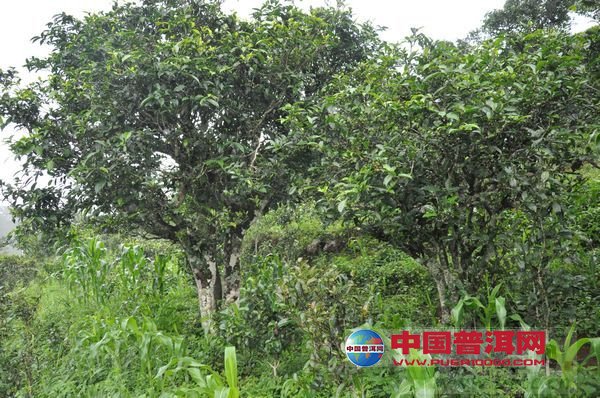 <u><a href='http://www.puer10000.com/puerzhishi/32854.html' target='_blank'>普洱<u><a href='http://www.puer10000.com/puerzhishi/100997.html' target='_blank'>茶</a></u></a></u>