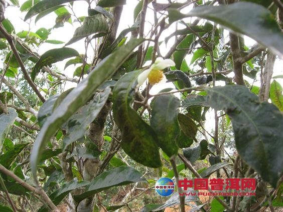<u><a href='http://www.puer10000.com/puerzhishi/32854.html' target='_blank'>普洱<u><a href='http://www.puer10000.com/puerzhishi/100997.html' target='_blank'>茶</a></u></a></u>