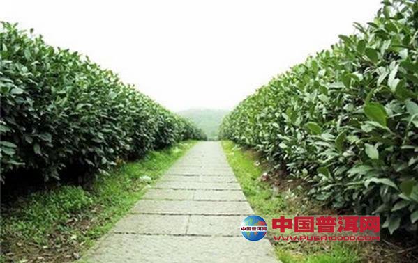 <u><a href='http://www.puer10000.com/puerzhishi/32854.html' target='_blank'>普洱<u><a href='http://www.puer10000.com/puerzhishi/100997.html' target='_blank'>茶</a></u></a></u>