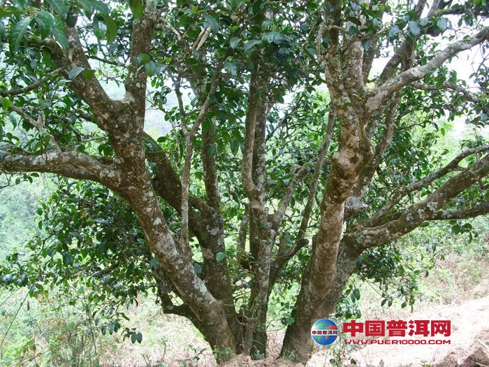 <u><a href='http://www.puer10000.com/puerzhishi/32854.html' target='_blank'>ն<u><a href='http://www.puer10000.com/puerzhishi/100997.html' target='_blank'></a></u></a></u>