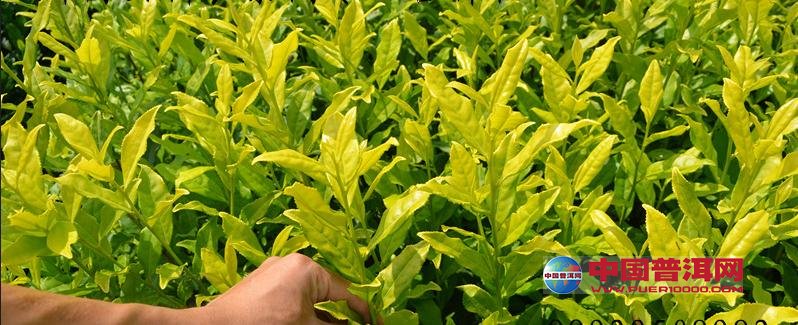 普洱茶