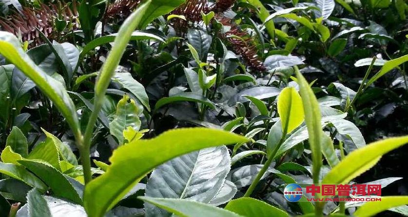 普洱茶