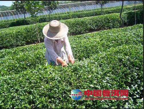 普洱茶