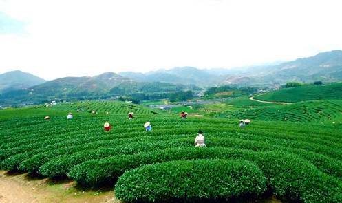 <u><a href='http://www.puer10000.com/puerzhishi/32854.html' target='_blank'>普洱<u><a href='http://www.puer10000.com/puerzhishi/100997.html' target='_blank'>茶</a></u></a></u>