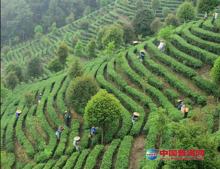 普洱茶