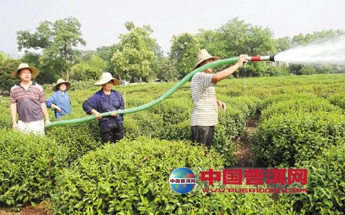 普洱茶