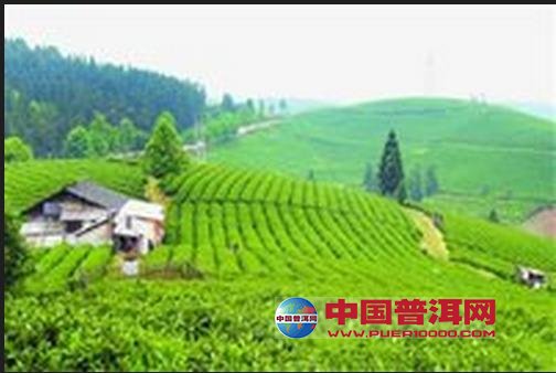 普洱茶