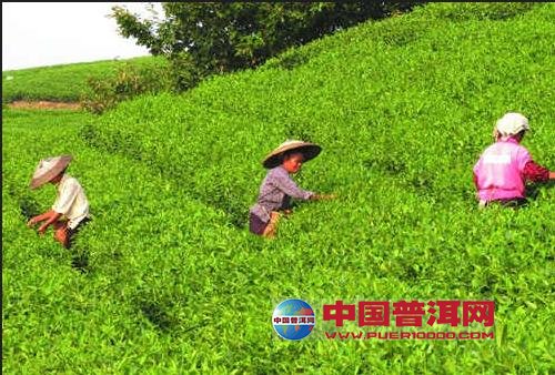 普洱茶
