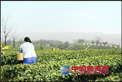 普洱茶