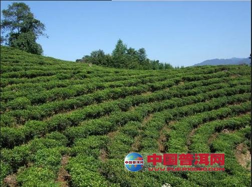 普洱茶