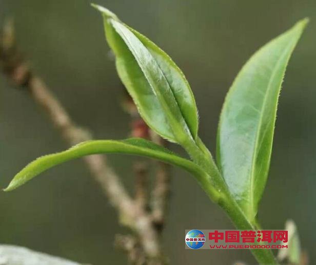 普洱茶