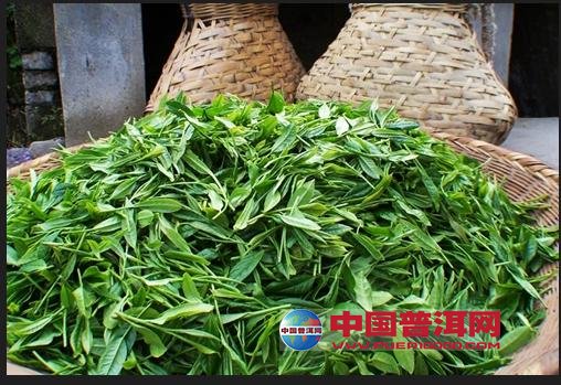 普洱茶
