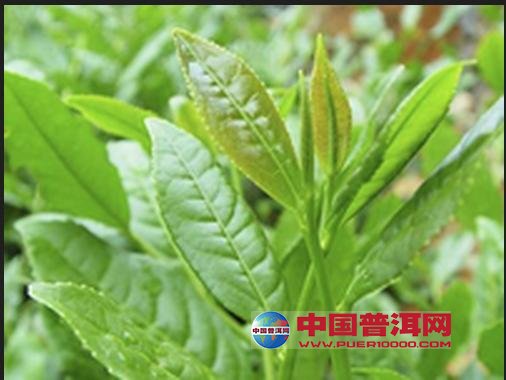 <u><a href='http://www.puer10000.com/puerzhishi/32854.html' target='_blank'>普洱<u><a href='http://www.puer10000.com/puerzhishi/100997.html' target='_blank'>茶</a></u></a></u>