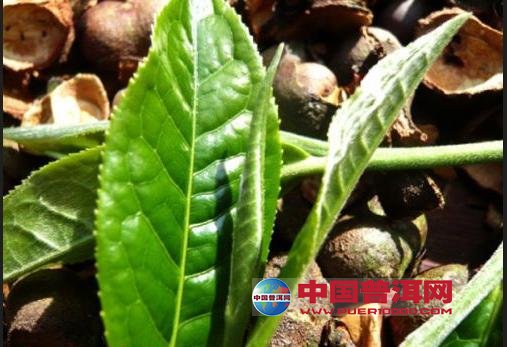普洱茶
