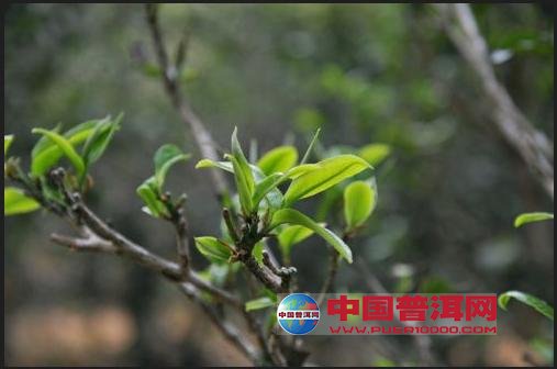 <u><a href='http://www.puer10000.com/puerzhishi/32854.html' target='_blank'>普洱<u><a href='http://www.puer10000.com/puerzhishi/100997.html' target='_blank'>茶</a></u></a></u>