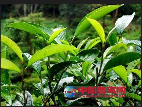 普洱茶
