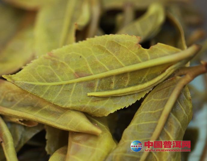 普洱茶
