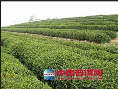 普洱茶