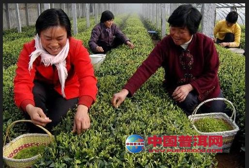 普洱茶